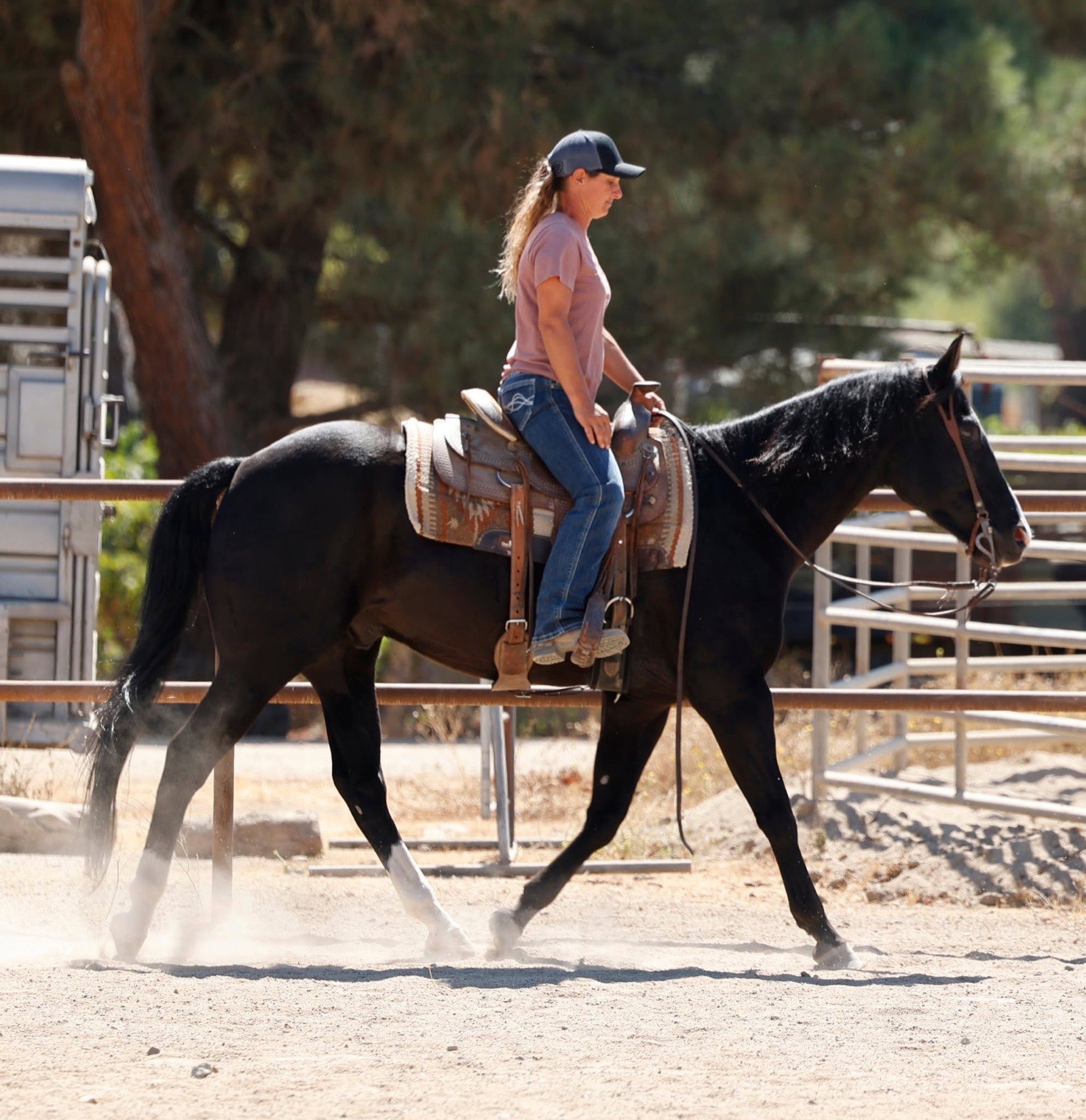 Black Quarter Horse in the arena