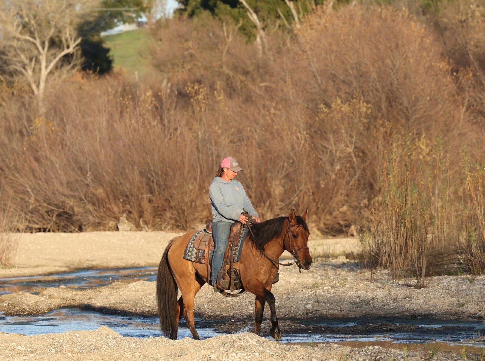 Quarter Horse crossing a creek on the trail